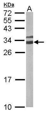 14-3-3 gamma Antibody in Western Blot (WB)