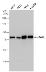 Zyxin Antibody in Western Blot (WB)