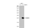 RAB7A Antibody in Western Blot (WB)