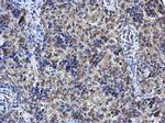 SHOC2 Antibody in Immunohistochemistry (Paraffin) (IHC (P))