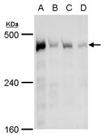 TRRAP Antibody in Western Blot (WB)