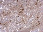 AXIN2 Antibody in Immunohistochemistry (Paraffin) (IHC (P))