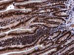 KHSRP Antibody in Immunohistochemistry (Paraffin) (IHC (P))