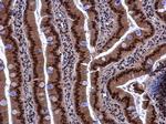 KHSRP Antibody in Immunohistochemistry (Paraffin) (IHC (P))