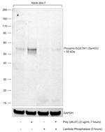 Phospho-SQSTM1 (Ser403) Antibody