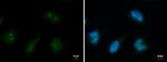 DDX18 Antibody in Immunocytochemistry (ICC/IF)