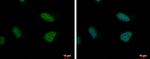 TIMELESS Antibody in Immunocytochemistry (ICC/IF)