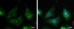 LZK Antibody in Immunocytochemistry (ICC/IF)