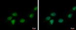 DEDD Antibody in Immunocytochemistry (ICC/IF)