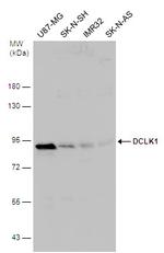 DCLK1 Antibody in Western Blot (WB)