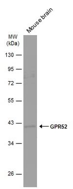GPR52 Antibody in Western Blot (WB)