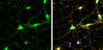 SNAP29 Antibody in Immunocytochemistry (ICC/IF)