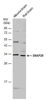 SNAP29 Antibody in Western Blot (WB)