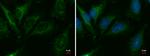 CER1 Antibody in Immunocytochemistry (ICC/IF)