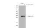 Adiponectin Antibody in Western Blot (WB)