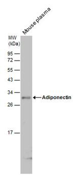 Adiponectin Antibody in Western Blot (WB)