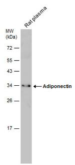 Adiponectin Antibody in Western Blot (WB)