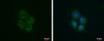 ROCK2 Antibody in Immunocytochemistry (ICC/IF)