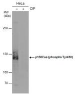 Phospho-p130Cas (Tyr410) Antibody in Western Blot (WB)
