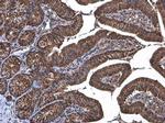 TOMM20 Antibody in Immunohistochemistry (Paraffin) (IHC (P))