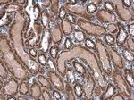 TOMM20 Antibody in Immunohistochemistry (Paraffin) (IHC (P))