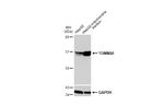 TOMM20 Antibody in Western Blot (WB)