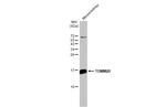 TOMM20 Antibody in Western Blot (WB)