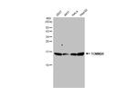 TOMM20 Antibody in Western Blot (WB)