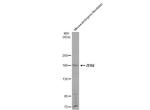 ZEB2 Antibody in Western Blot (WB)