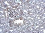 MAFB Antibody in Immunohistochemistry (Paraffin) (IHC (P))