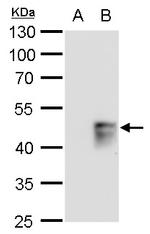 MAFB Antibody in Western Blot (WB)