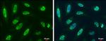 RBM8A Antibody in Immunocytochemistry (ICC/IF)