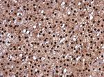 RBM8A Antibody in Immunohistochemistry (Paraffin) (IHC (P))