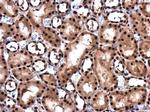 RBM8A Antibody in Immunohistochemistry (Paraffin) (IHC (P))