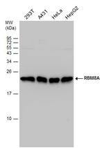 RBM8A Antibody in Western Blot (WB)