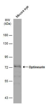 Optineurin Antibody in Western Blot (WB)