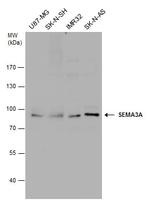 SEMA3A Antibody in Western Blot (WB)