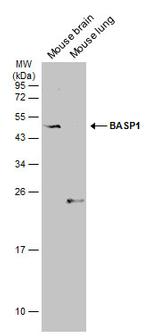 BASP1 Antibody in Western Blot (WB)