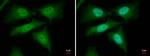 YAP1 Antibody in Immunocytochemistry (ICC/IF)