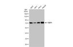 YAP1 Antibody in Western Blot (WB)