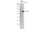 YAP1 Antibody in Western Blot (WB)