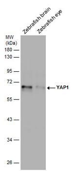 YAP1 Antibody in Western Blot (WB)