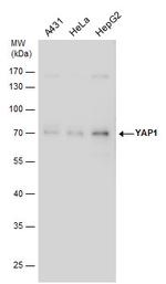 YAP1 Antibody in Western Blot (WB)