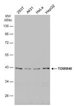 TOMM40 Antibody in Western Blot (WB)