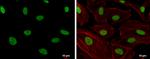 Phospho-SLU7 (Ser513, Ser515) Antibody in Immunocytochemistry (ICC/IF)