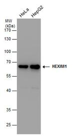 HEXIM1 Antibody in Western Blot (WB)