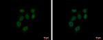 RUVBL2 Antibody in Immunocytochemistry (ICC/IF)