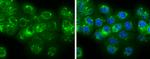 Neuromedin U Antibody in Immunocytochemistry (ICC/IF)