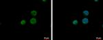 CPSF6 Antibody in Immunocytochemistry (ICC/IF)