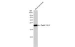 DJ-1 Antibody in Western Blot (WB)